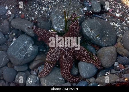 Étoile de mer pourpre (Pisaster ochraceus) close-up, sur la côte de la Californie du Nord à MacKerricher State Park, États-Unis Banque D'Images