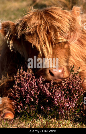 Veau Highland cattle reposant sur la bruyère Banque D'Images