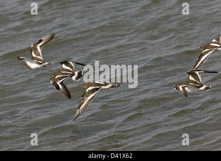 Groupe de Black à collier (Arenaria melanocephala) en vol le long du rivage. Au nord de la Californie, USA Banque D'Images