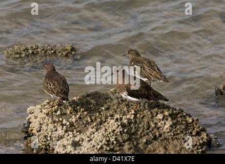 Groupe de Black à collier (Arenaria melanocephala) nourrir le long du rivage. Au nord de la Californie, USA Banque D'Images