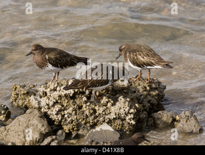 Groupe de Black à collier (Arenaria melanocephala) nourrir le long du rivage. Au nord de la Californie, USA Banque D'Images