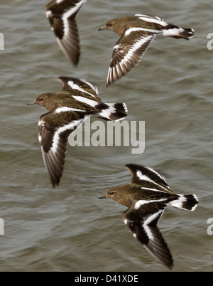 Groupe de Black à collier (Arenaria melanocephala) en vol le long du rivage. Au nord de la Californie, USA Banque D'Images