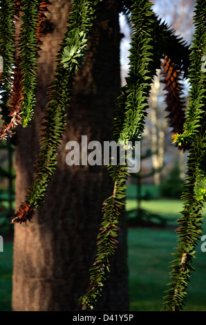 Partie d'une arborescence dans le monkey puzzle Royal Botanic Gardens, Édimbourg, Écosse. Banque D'Images