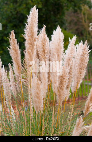 Reed, lit, rivière, plage, côte, de roseaux Banque D'Images