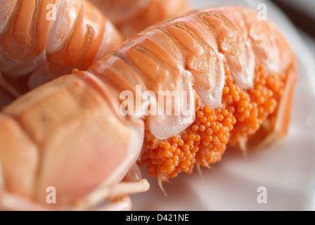 Langoustines avec corail Banque D'Images