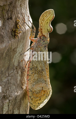 Fly - Lanterne (Fulgora lampetis Machaca) - - Costa Rica - forêt tropicale sèche Banque D'Images