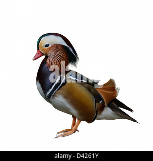 Un Canard Mandarin colorés sur fond blanc Banque D'Images