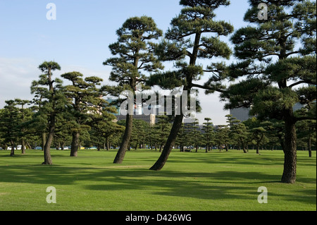 60-year-old matsu pins dans un champ de jardins pelouse verte sur le terrain du Palais Impérial de Tokyo. Banque D'Images