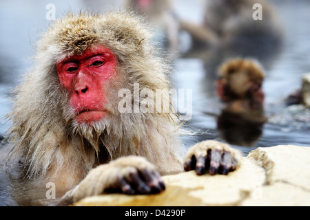 Un Macaque japonais se détend dans la source d'eau chaude. Banque D'Images
