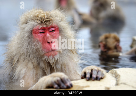 Un Macaque japonais se détend dans la source d'eau chaude. Banque D'Images