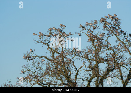 Troupeau de pigeons à bois assis dans l'établissement Oak tree Banque D'Images