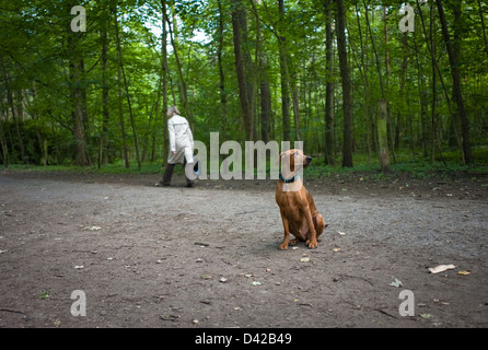 Berlin, Allemagne, Allemand Pinscher assis en attente sur un chemin dans la forêt Banque D'Images