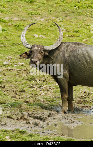 Buffle sauvage dans les marais, le parc national de Kaziranga, Inde. Banque D'Images