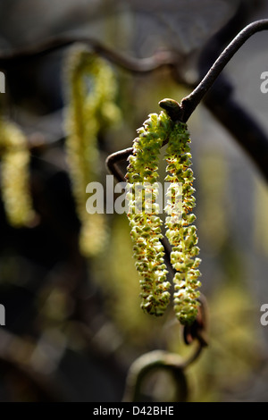 Chatons sur un tire-bouchon (Corylus avellana 'Contorta') arbuste Banque D'Images