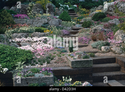 La floraison des plantes alpines en colline rocaille jardin avec des marches de bois dans les puits de gravier et vieilles pierres plantées avec des plantes alpines Banque D'Images