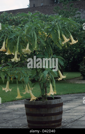 Close up de Brugmansia crème dans de vieux tonneau en bois Banque D'Images