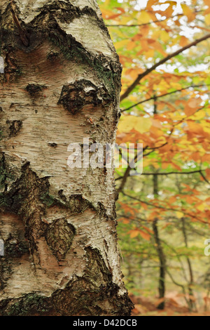 Une étude de Burch l'écorce des arbres en automne, Commun Hesworth, West Sussex, UK Banque D'Images