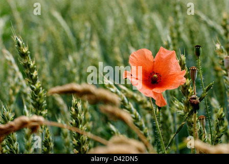 Münster, Allemagne, coquelicot dans un champ de maïs Banque D'Images