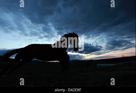 Oberoderwitz, Allemagne, silhouette, cheval galope au crépuscule sur les pâturages Banque D'Images