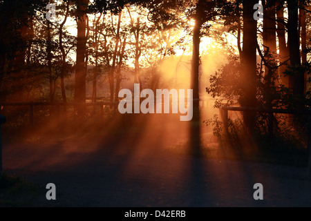 Gutersloh, Allemagne, lumière rasante dans la forêt Banque D'Images