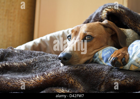 Berlin, Allemagne, Pinscher allemand est couvert sur son chien courir Banque D'Images