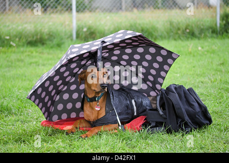 Berlin, Allemagne, Pinscher allemand sous un parapluie Banque D'Images