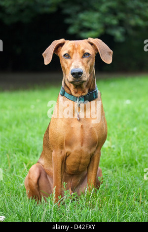 Berlin, Allemagne, Portrait d'un Pinscher allemand Banque D'Images