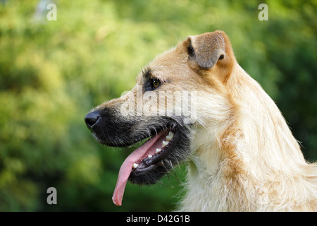 Berlin, Allemagne, un mélange de berger allemand Schnauzer Portrait Banque D'Images