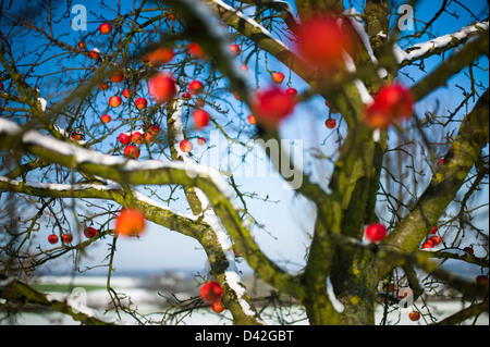 Apple Tree Weingarten Allemagne Bade-Wurtemberg Banque D'Images