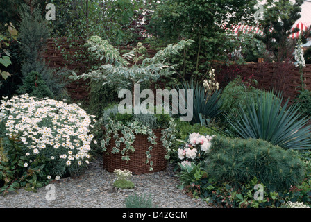 Argyranthème blanc à côté petit arbre en pot planté de lavande lierre et de suivi en ville avec jardin de conifères à croissance lente Banque D'Images