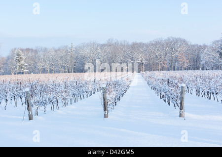 Canada, Ontario, Niagara-on-the-Lake, de raisin vigne en hiver Banque D'Images