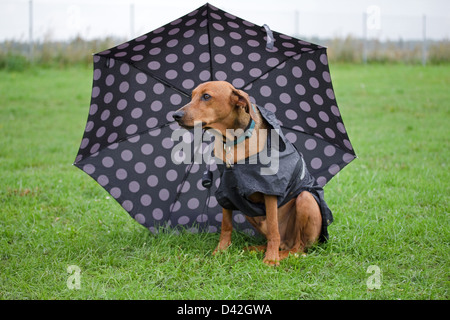 Berlin, Allemagne, Pinscher allemand sous un parapluie Banque D'Images