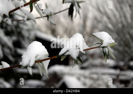 BUDDLEJA DAVIDII EN HIVER. UK. Banque D'Images