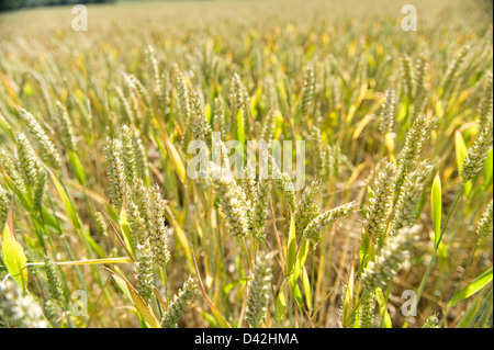 Grand grand champ de blé ou maïs un mois de congé d'être récoltées en croissance sur la craie riche vallée de prairies en été une fois Banque D'Images