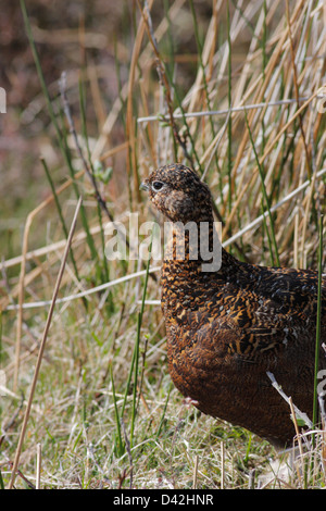 Les femelles du tétras du Canada (Lagopus lagopus scotica) fouraging, Handa Island, Ecosse, Royaume-Uni Banque D'Images