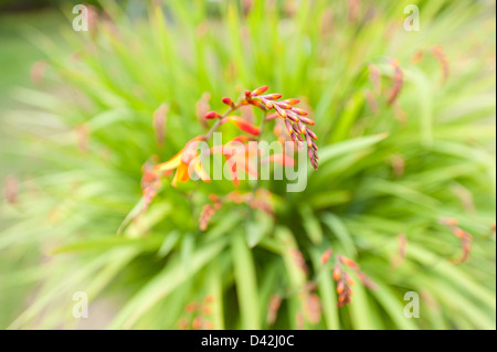 Crocosmia genre Iridaceae coppertips chute d'étoiles fleurs montbretia contre lame mince vert feuilles Banque D'Images