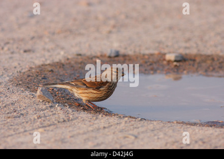 (Carduelis cannabina Linnet femelle), Findhorn, Moray, Ecosse, Royaume-Uni Banque D'Images