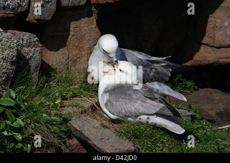 Paire de reproduction (Fulmar (Fulmarus glacialis) sur le nid, Handa Island, Highlands, Scotland Banque D'Images