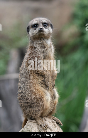 Leipzig, Allemagne, un Erdmaennchen à la garde du Zoo de Leipzig Banque D'Images