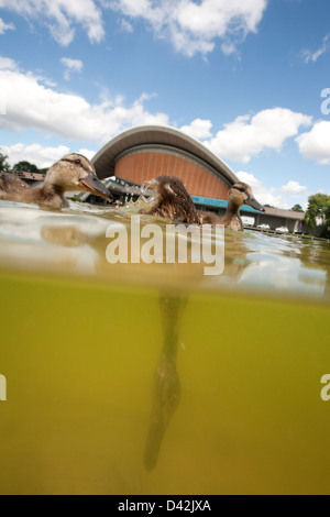 Berlin, Allemagne, un canard plonge dans une fontaine Banque D'Images