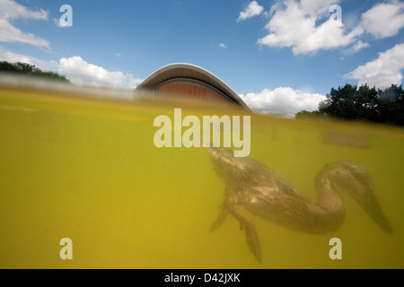 Berlin, Allemagne, un canard plonge dans une fontaine Banque D'Images