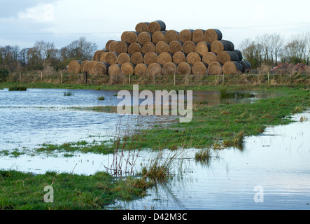 Bottes de foin dans les champs inondés près de Glastonbury, Somerset Banque D'Images