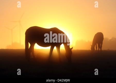 Görlsdorf, Allemagne, des silhouettes de chevaux au lever du soleil Banque D'Images