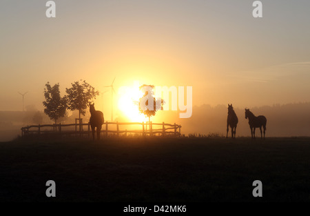 Görlsdorf, Allemagne, des silhouettes de chevaux au lever du soleil Banque D'Images