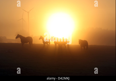 Görlsdorf, Allemagne, des silhouettes de chevaux au lever du soleil Banque D'Images