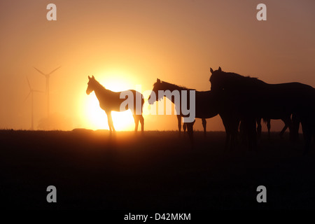 Görlsdorf, Allemagne, des silhouettes de chevaux au lever du soleil Banque D'Images