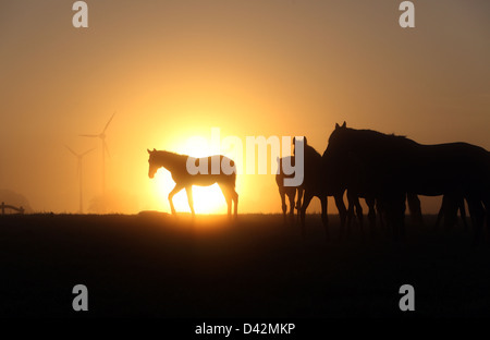 Görlsdorf, Allemagne, des silhouettes de chevaux au lever du soleil Banque D'Images