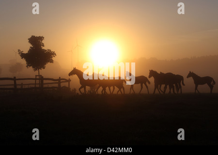 Görlsdorf, Allemagne, des silhouettes de chevaux au lever du soleil Banque D'Images