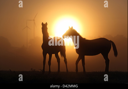 Görlsdorf, Allemagne, des silhouettes de chevaux au lever du soleil Banque D'Images