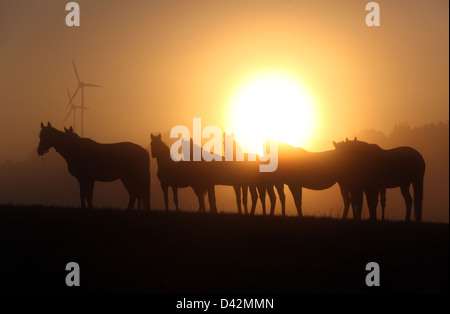 Görlsdorf, Allemagne, des silhouettes de chevaux au lever du soleil Banque D'Images